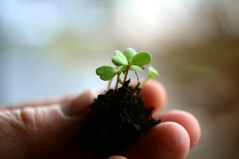 Cultivating Hobbies